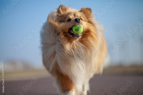 Fototapeta Naklejka Na Ścianę i Meble -  a shetland sheepdog plays with a little ball