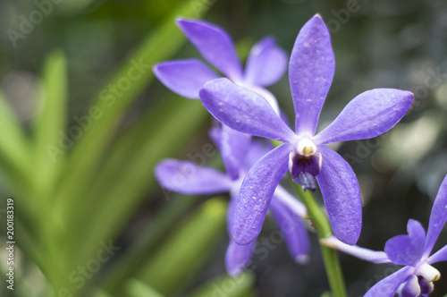 Purple Orchid Flowers
