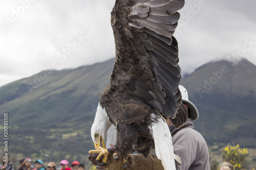 Aguila Comiendo