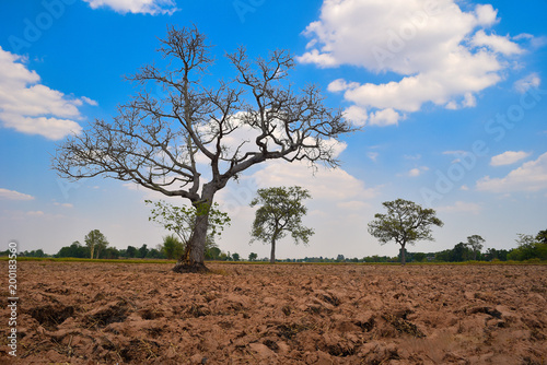 Dry trees are dead on the cracked ground  the sky is blue and the clouds are white.