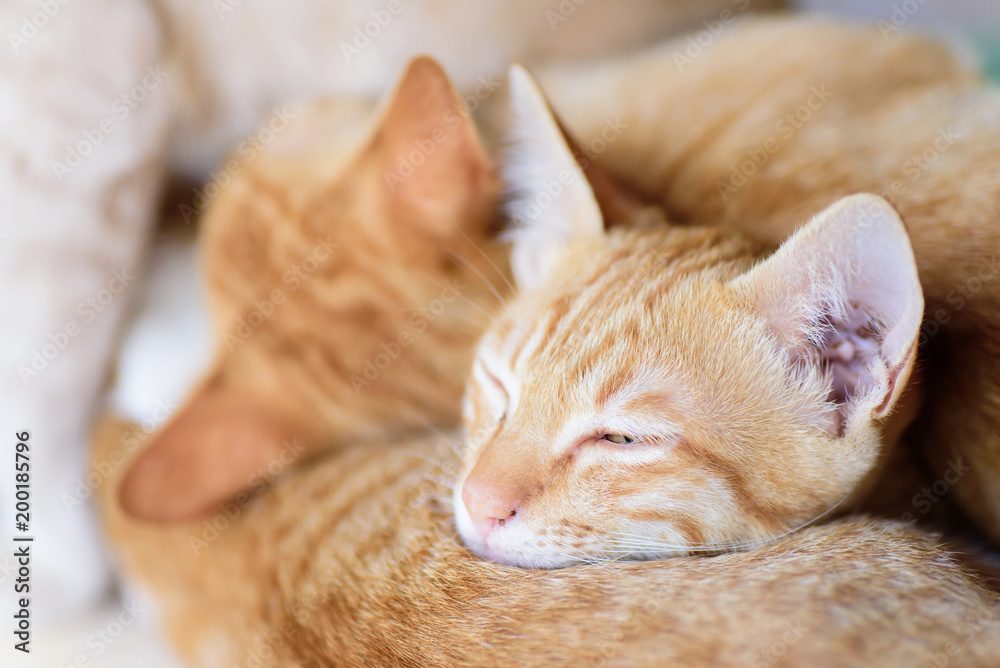 Ginger cats are sleeping together, pet at home