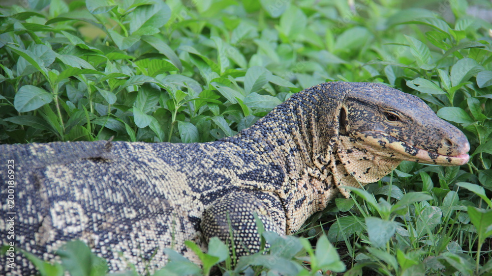 Monitor Lizard Repose And Sunbathing Freedom And Easy Way Of Wildlife Life Monitor Lizard Repose And Sunbathing Freedom And Easy Way Of Wildlife Life
