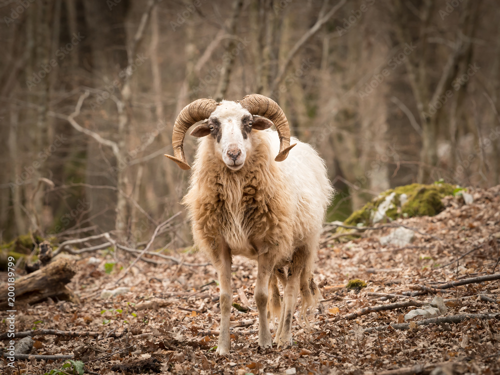 Sheep in a wood in spring in Cres Sheep in a wood in spring in Cres