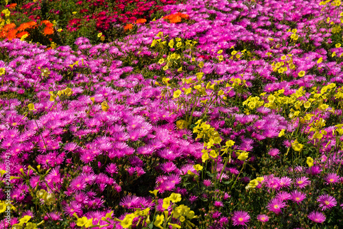 Fototapeta Naklejka Na Ścianę i Meble -  Spring flowers