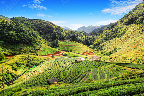 Fresh green step tea plantation field ground and hut with blue sky and mountain hill landscape background