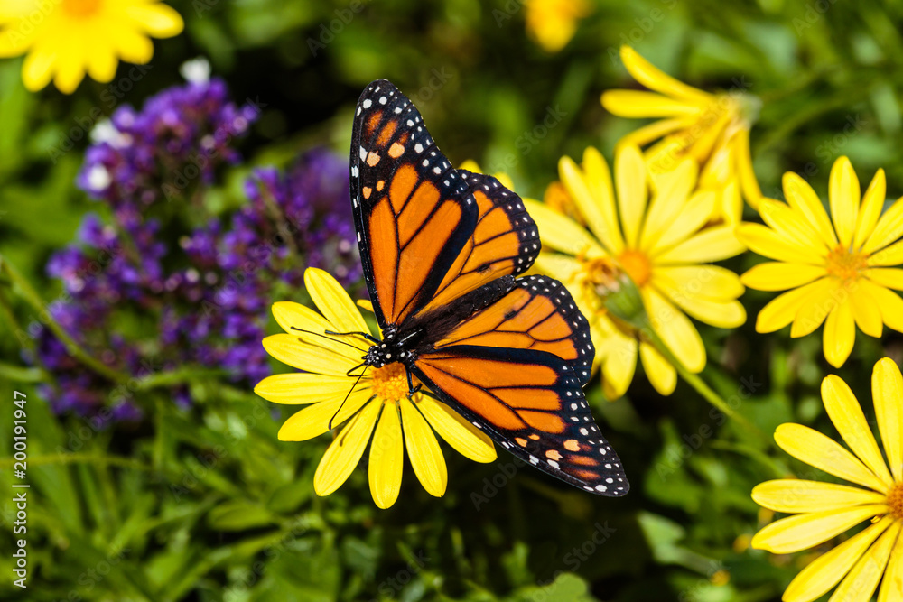 Obraz premium Monarch butterfly feeds on a bright yellow flower in Arizona's Sonoran Desert. In the background are yellow and purple blossoms