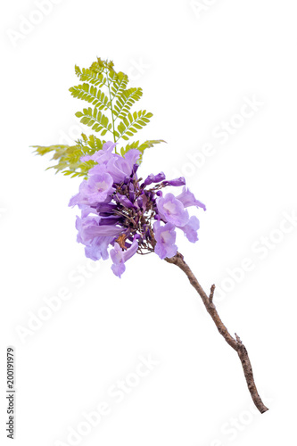 Close up of beautiful purple jacaranda trees, isolated on white background, a species with an inflorescence at the tip of the purple flower, is native to South America. clipping path