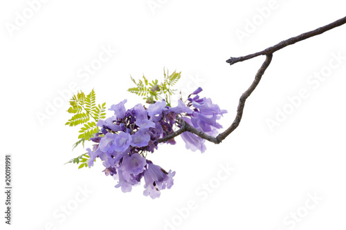 Close up of beautiful purple jacaranda trees, isolated on white background, a species with an inflorescence at the tip of the purple flower, is native to South America. clipping path
