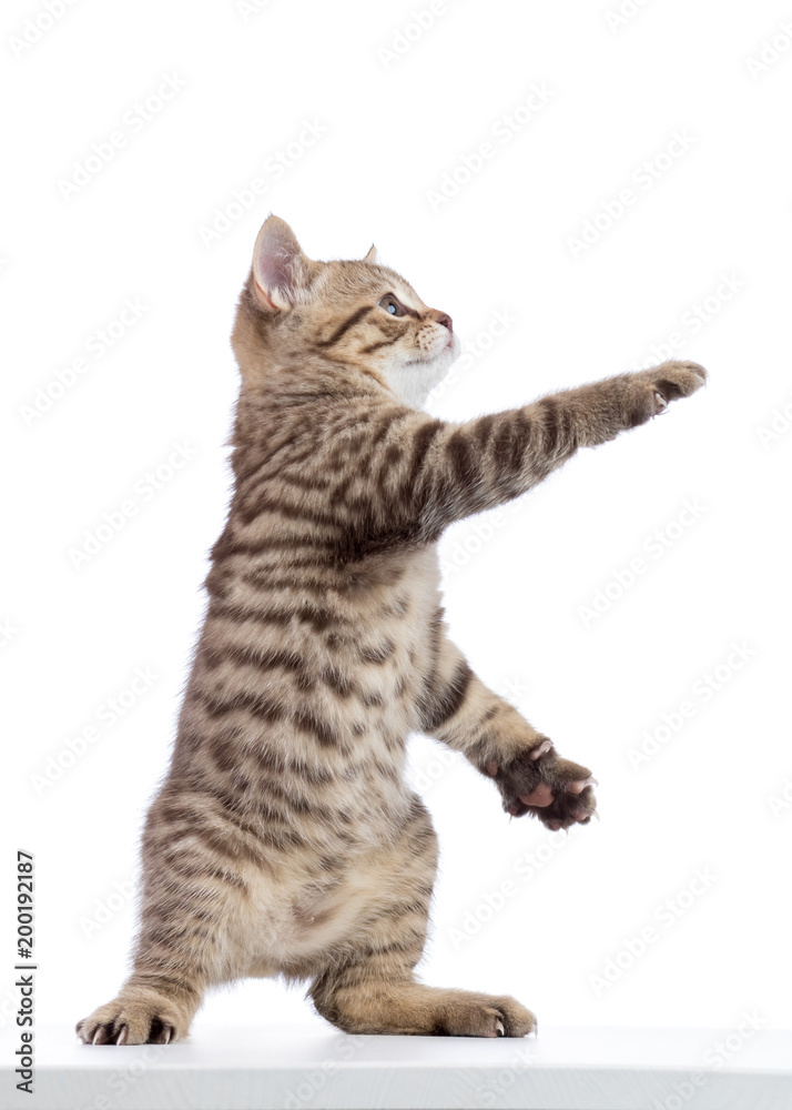 Cat kitten standing and lifted a paw. Isolated on white background