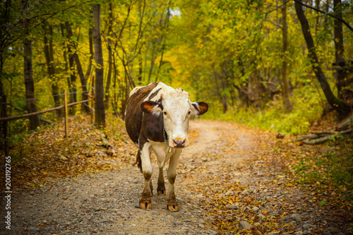 A cow on a rural road with a beautiful autumn landscape background in Prisaca Dornei village, Suceava County, Bucovina © Sebastian