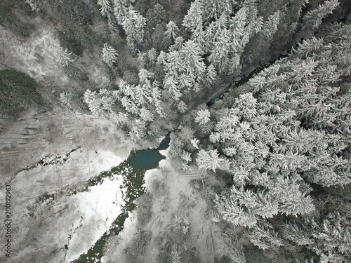 Aerial view of snowy forest