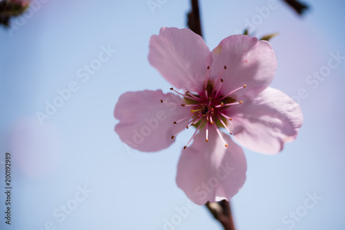 Single almond tree blossoms