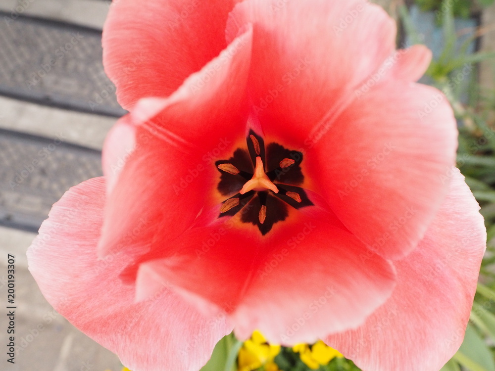 Fototapeta premium チューリップの顔