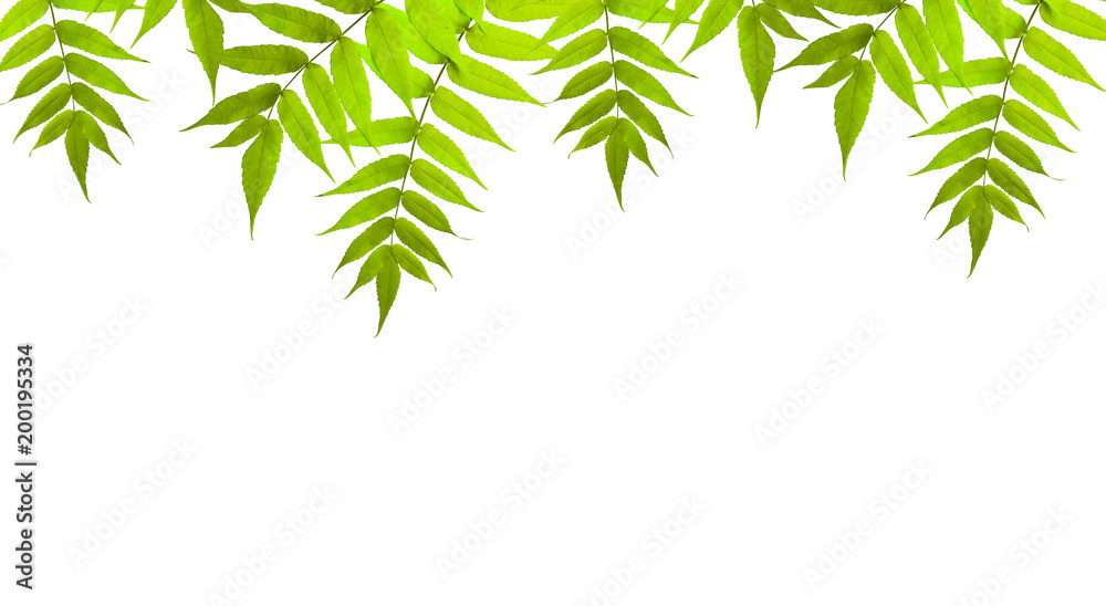 Hanging branches with green leaves isolated on white background. Element for design. Hanging branches with green leaves isolated on white background. Element for design.