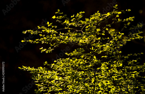 Glowing Spring