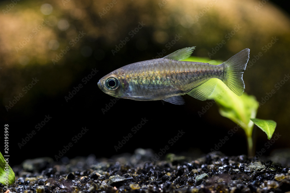 Fototapeta premium Tetra Congo fish under the surface.