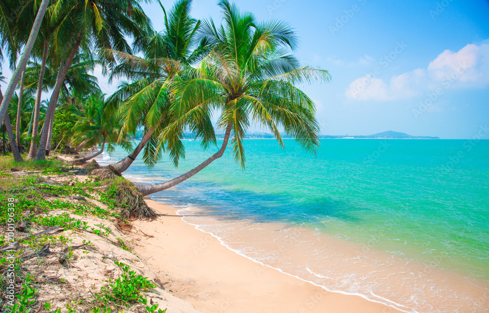 beach and coconut plm tree beach and coconut plm tree