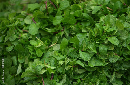 Mint leaves background