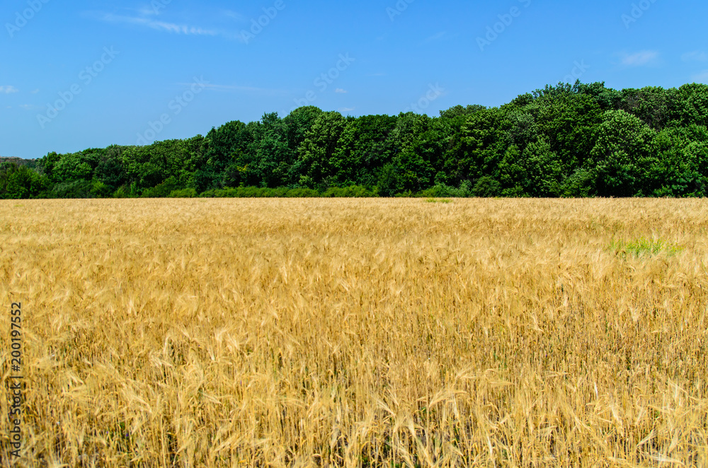 Field of ripe yellow wheat on summer