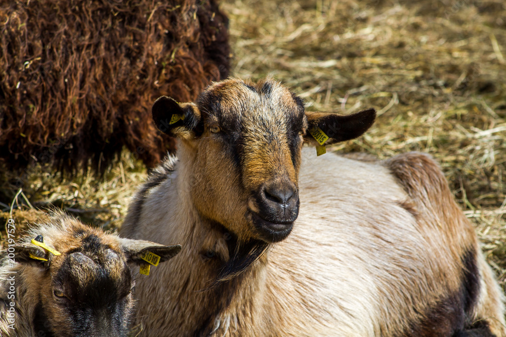 Obraz premium chèvre