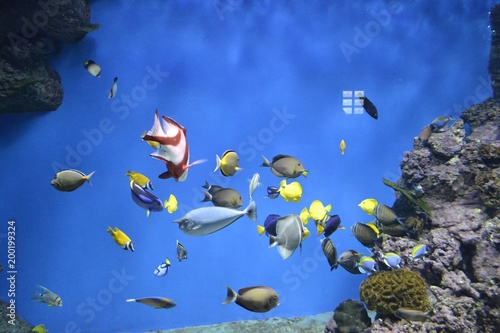 Разноцветные рыбки в аквариуме на синем фоне воды