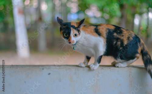 A brown cat eyeballs shining eyes andlong mustache on the wall