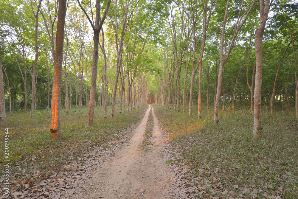 Obraz premium Forest and road