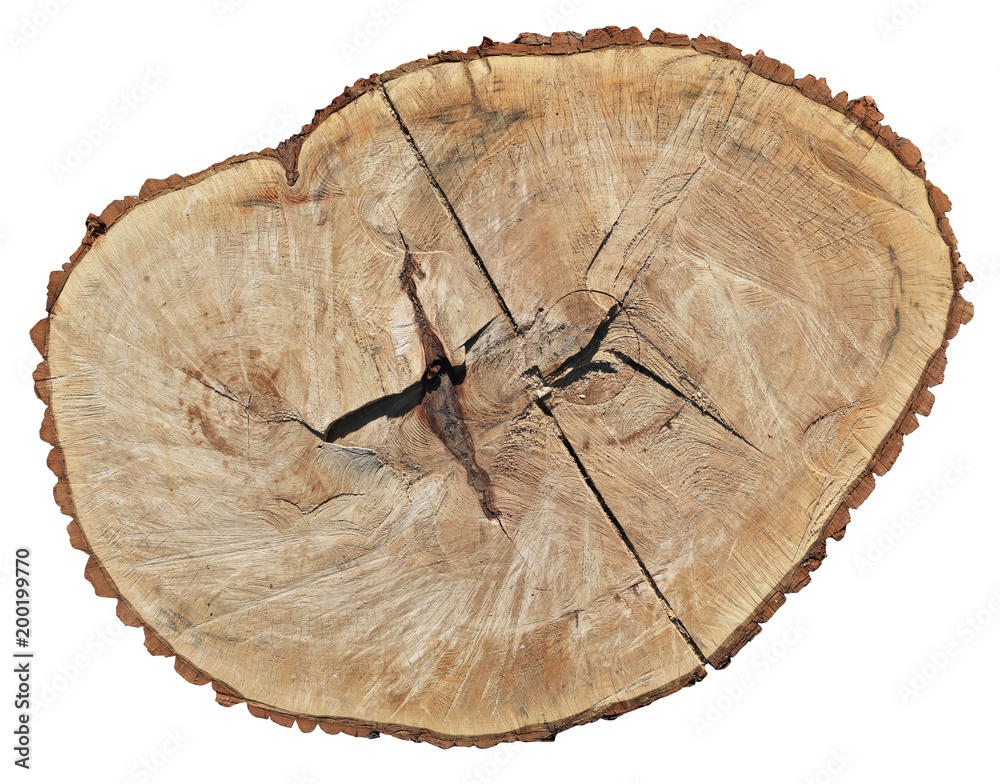 Naklejka premium A fresh cut of a stump of a sawn old century old tree Poplar
