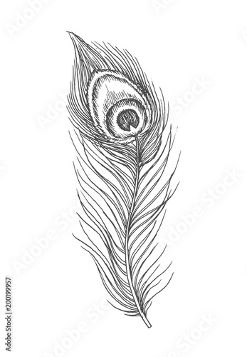 Beautiful hand drawn peacock feather doodle, ink sketch isolated on white background. Vintage vector illustration.