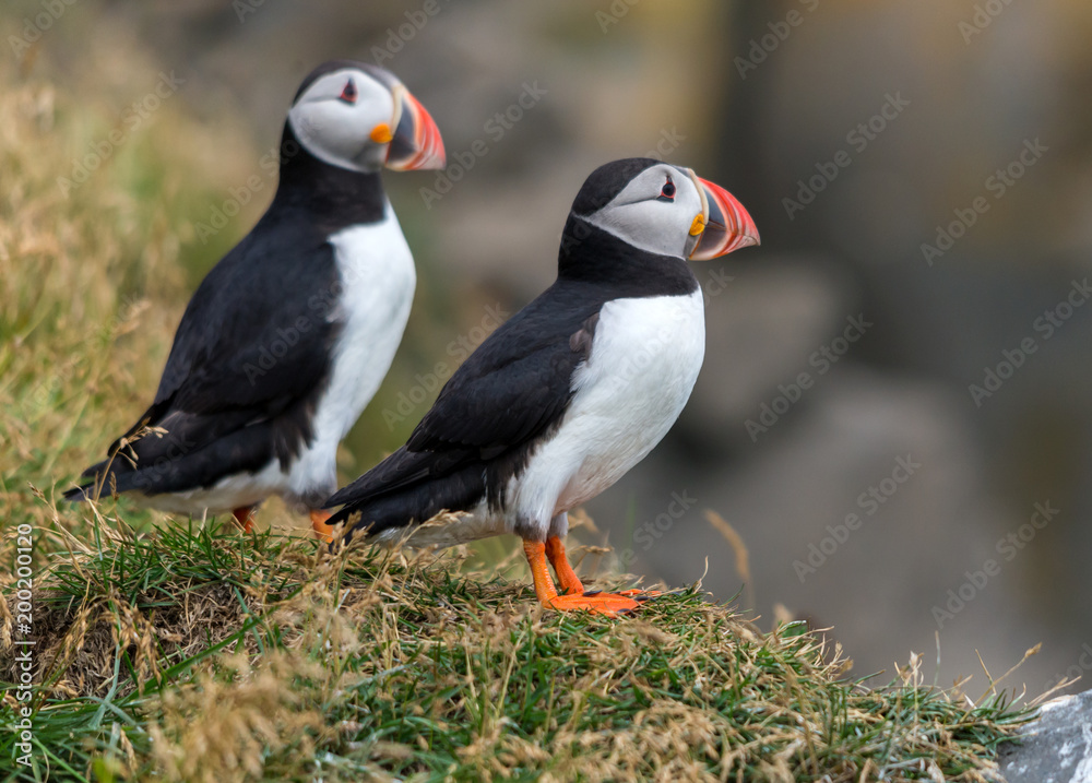 The Atlantic puffin, also known as the common puffin The Atlantic puffin, also known as the common puffin