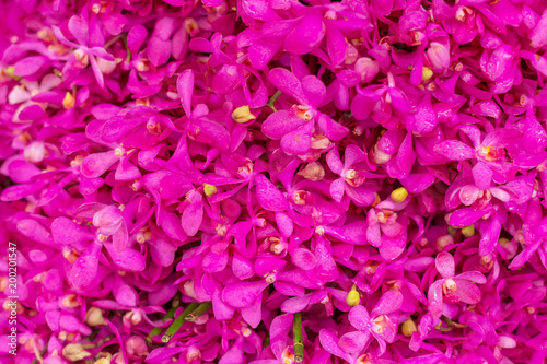 pink flowers background photo