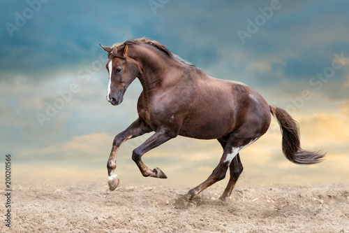 Red horse run in desert dust against blue sky