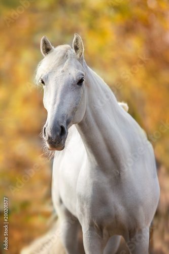 White horse against autumn yellow tree © callipso88