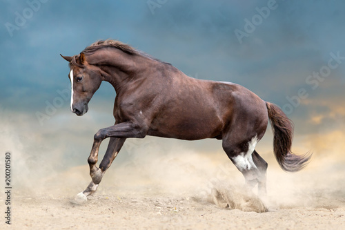 Fototapeta Naklejka Na Ścianę i Meble -  Red horse run in desert dust against blue sky