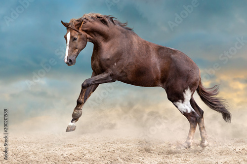 Fototapeta Naklejka Na Ścianę i Meble -  Red horse run in desert dust against blue sky