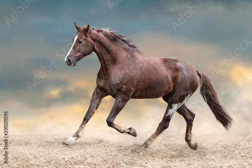 Red horse run in desert dust against blue sky