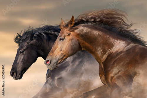Two horse run free close up portrait