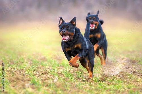 Two rottweiler play in autumn park