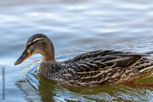 Female Duck on the water