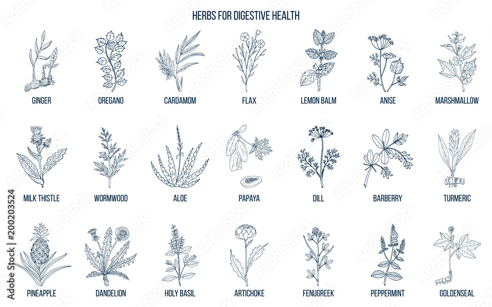 Herbs for digestive health.