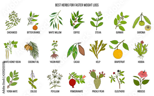 Best natural herbs for fast weight loss