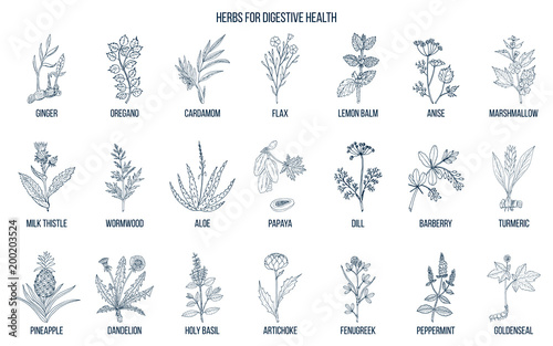 Herbs for digestive health.