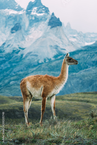 One lama in Patagonia torres del paine blue backgroud