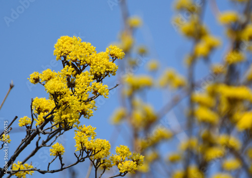 山茱萸の黄色い花が咲く