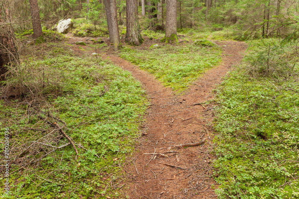 A single mountain path splits in two different directions. It's an autumnal cloudy day. A single mountain path splits in two different directions. It's an autumnal cloudy day.