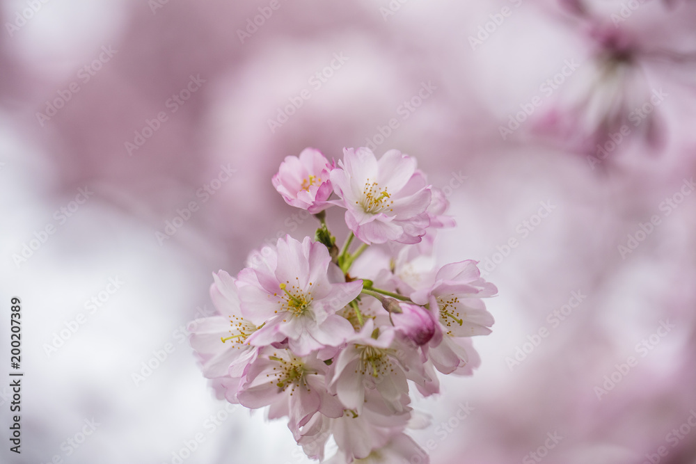 cherry pink tree in bloom