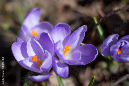 Three Crocus  plural crocuses or croci is a genus of flowering plants in the iris family.