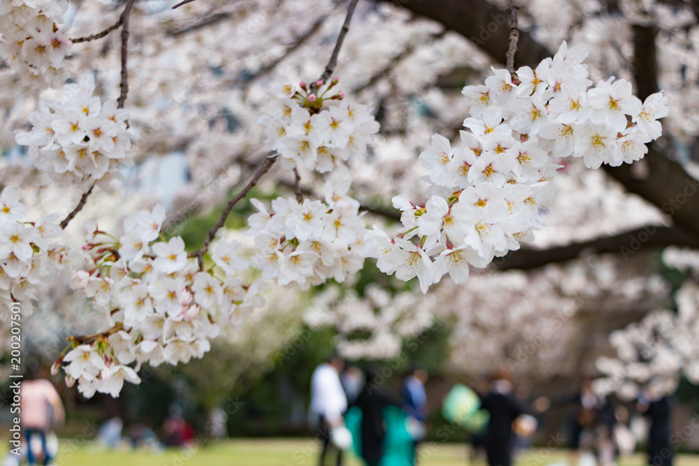 Obraz premium 新横浜公園の桜