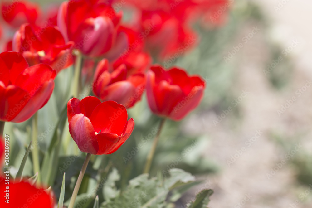 Tulips are beautiful colors are blooming in the garden. Tulips are beautiful colors are blooming in the garden.