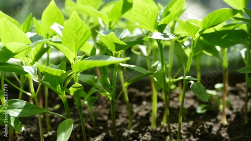 Seedlings are red peppers. Time laps is a young green plant. Rapid growth of the plant. Vegetable sprouts.